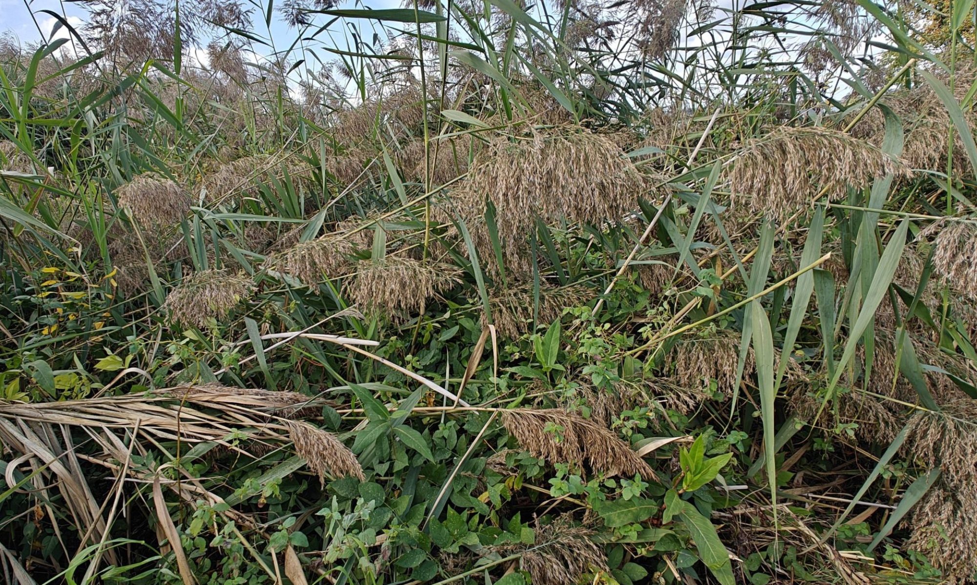 Image de phragmites